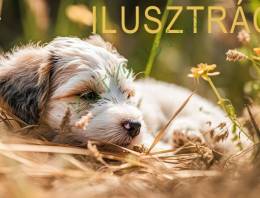 Kutyák eladók és örökbe fogadhatók egy helyen