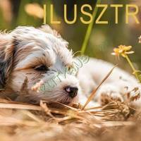 Kutyák eladók és örökbe fogadhatók egy helyen