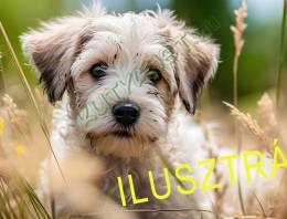 Keverék kiskutya eladó szerető gazdának