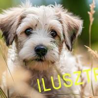 Keverék kiskutya eladó szerető gazdának