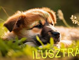 Ingyen örökbe fogadható kutya – szerető gazdát keres