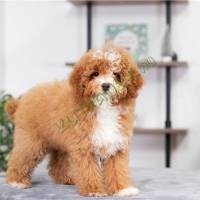 poodle-miniature-puppy-picture-14d82749-826e-4dcf-9416-a6e79f5b2619