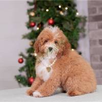 poodle-miniature-puppy-picture-43ba755b-ac54-4f4f-8dc6-e37e1830677c