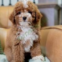 Uszkár kiskutya felelős gazdának ingyen elvihető