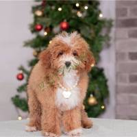 poodle-miniature-puppy-picture-fdf8227c-ede4-49e4-93fc-760605f5ad77