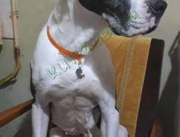 Amstaff jellegü kutya, ingyen elvihető