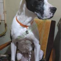 Amstaff jellegü kutya, ingyen elvihető