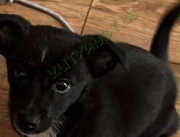 Pomerániai törpespicc jellegű kutyus ajándékba