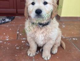 Golden retriever kiskutyák