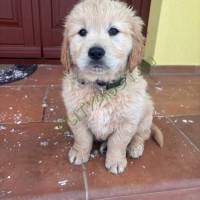 Golden retriever kiskutyák