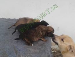 Tündéri kiskutyák otthonukat keresik