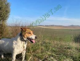 7 éves törzskönyvezett Jack Russell terrier