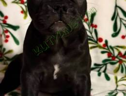 Eladó Francia bulldog jellegű kiskutyák