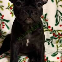Eladó Francia bulldog jellegű kiskutyák