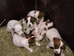 Parson Russell Terrier