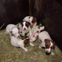 Parson Russell Terrier
