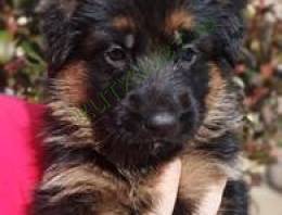 német juhász kiskutya