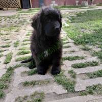 Gazdit keres 1 ujfundlandi kiskutya