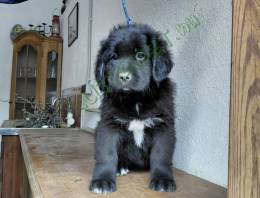 Gazdit keres 2 ujfundlandi kiskutya