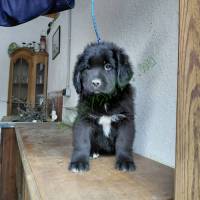 Gazdit keres 2 ujfundlandi kiskutya