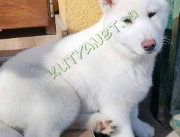 Törzskönyves Szibériai Husky Kiskutyák