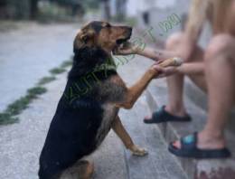 Szerető gazdit keresünk 2 éves berni pásztor x német juhász keverék