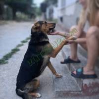 Szerető gazdit keresünk 2 éves berni pásztor x német juhász keverék