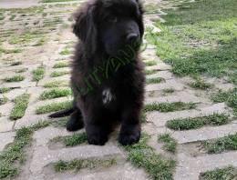 Gazdit keres 1 ujfundlandi jellegű fekete-fehér színű kan kiskutya .Oltva, féreg