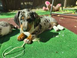 Harlekin tacskó kiskutyák