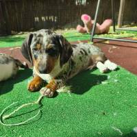 Harlekin tacskó kiskutyák