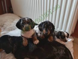 Harlekin tacskó kiskutyák