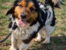 Sürgősen gazdát keres