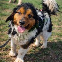 Sürgősen gazdát keres