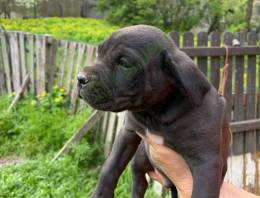 Cane corso  kiskutyák 