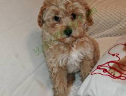 Maltipó kiskutya eladó 