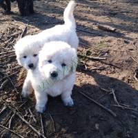 246102576_391661592670302_5462545584500310354_n