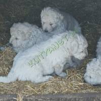 39430372-ec30-4240-8b16-d66ee617c9c8