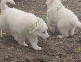 Kuvasz szuka kiskutyák gazdát keresnek