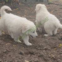 Kuvasz szuka kiskutyák gazdát keresnek