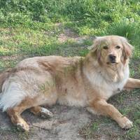 11 hónapos Hovawart szuka Esztergom