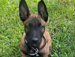 Eladó 9 hetes Belga Malinois