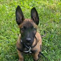 Eladó 9 hetes Belga Malinois