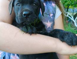 Cane corso kiskutyák eladók 