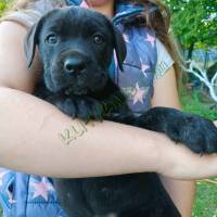 Cane corso kiskutyák eladók 