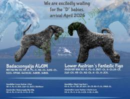 Kerry Blue Terrier kölykök felelős gazdiknak – Badacsonyalja Kennel