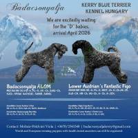 Kerry Blue Terrier kölykök felelős gazdiknak – Badacsonyalja Kennel
