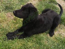 Örökbe fogadható labrador- németjuhász keverék kutyus