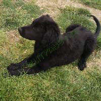 Örökbe fogadható labrador- németjuhász keverék kutyus
