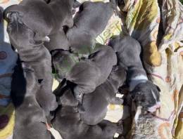 Staffordshire terrier
