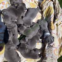 Staffordshire terrier